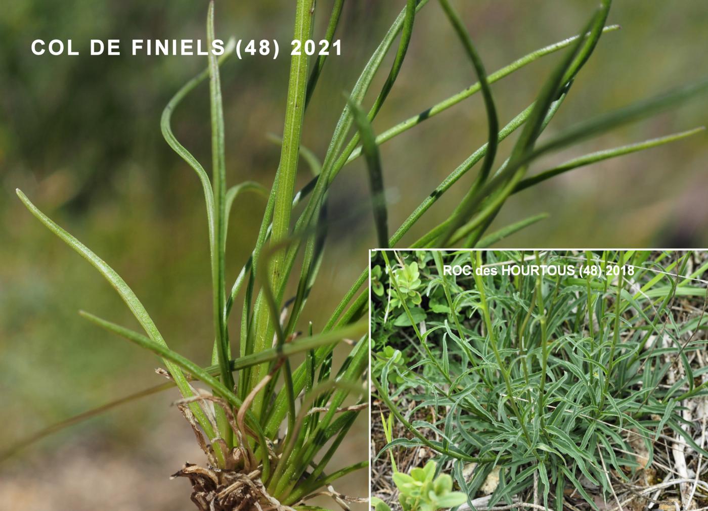 Rampion, Globe-headed horned leaf